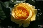 Unforgettable™ rose photo