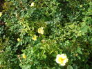 Carefree Sunshine rose photo