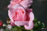 Alderley Park rose photo