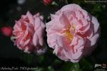 Alderley Park rose photo
