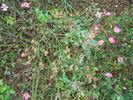 Pink Drift ® rose photo
