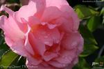 Dancing Queen rose photo