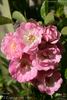 Dorcas rose photo