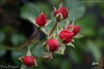 Fairy Bouquet Red rose photo