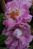Jean Lhoste rose photo