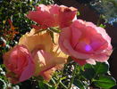 Greensleeves rose photo