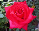 Ain't She Sweet rose photo