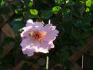 Dainty Bess, Cl. rose photo