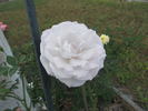 Sweet Arlene rose photo