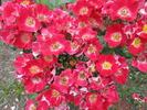 Carefree Spirit rose photo