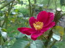 Carmen rose photo
