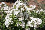 Honeyflow rose photo