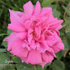 Legion rose photo
