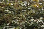 R. sinowilsonii rose photo