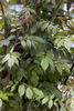 R. sinowilsonii rose photo