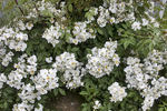 R. sinowilsonii rose photo