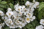 R. sinowilsonii rose photo