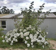 R. sinowilsonii rose photo