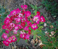 Britannia rose photo