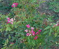 Britannia rose photo