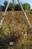 Gruss an Freundorf rose photo