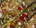 Gruss an Freundorf rose photo