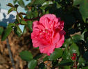 Brunszvik Teréz emléke rose photo