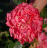 Brunszvik Teréz emléke rose photo