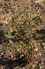 Gartengold rose photo