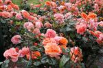 China Sunrise rose photo