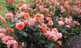 China Sunrise rose photo