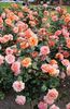 China Sunrise rose photo