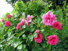 Balsgards Freja rose photo