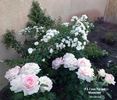 P.S. I Love You rose photo