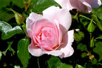 City of London ® rose photo