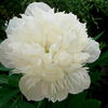 Alba Plena peony photo