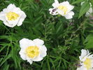 Bu-Te peony photo
