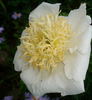 Bu-Te peony photo