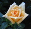 Mitchie's Gold rose photo