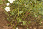 Brindabella Bouquet rose photo