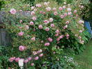 Heidekönigin ® rose photo