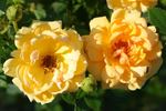 Amber Nectar rose photo