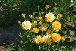 Amber Nectar rose photo