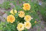 Amber Nectar rose photo