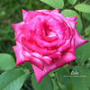 Lobo rose photo