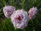 Ametista ® rose photo