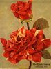 Mediterranea rose photo