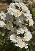 Popcorn rose photo