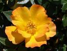 Playgold ™ rose photo