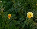 Antibes rose photo
